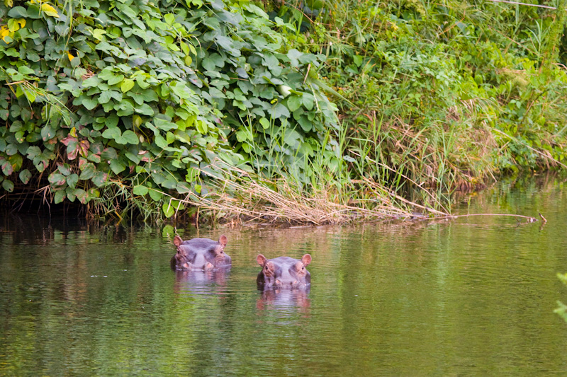 Hippotomi In River